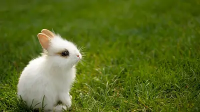 La RAE definió cómo se llama la cría del conejo, aunque pocos lo saben La RAE definió cómo se llama la cría del conejo, aunque pocos lo saben