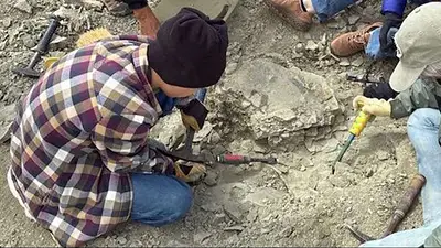 Virales Virales