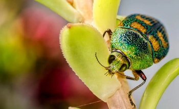 Es un fósil viviente: así es el insecto que vive más de 500 años  | Animales