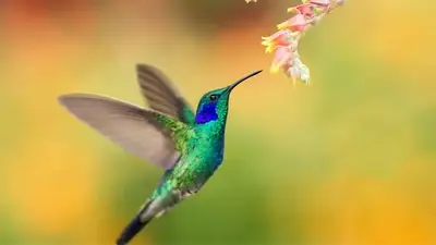 Animales Animales