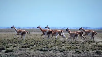 Guanacos Guanacos