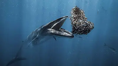 Ballena jorobada Ballena jorobada