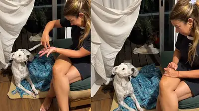 Perro aprende lenguaje de señas, video viral. Los perros pueden aprender lenguaje de señas. Perro aprende lenguaje de señas, video viral. Los perros pueden aprender lenguaje de señas.