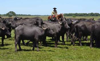 Chau vacas: crece un animal olvidado en la ganadería argentina | Animales