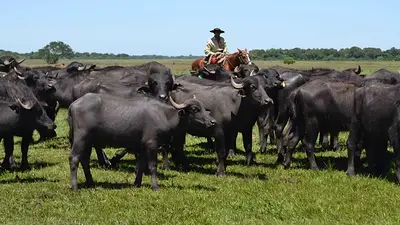 Búfalo Búfalo