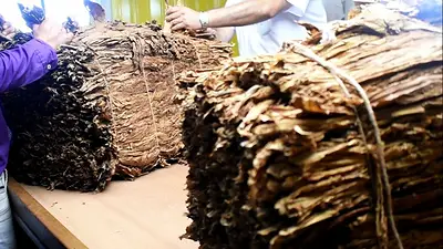 En medio de la recesión de Milei, tabacaleros de Misiones reclamaron una recomposición en sus ingresos En medio de la recesión de Milei, tabacaleros de Misiones reclamaron una recomposición en sus ingresos