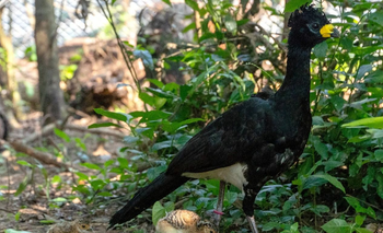 El ave que volvió a nacer tras su extinción en los bosques del Iberá | Animales