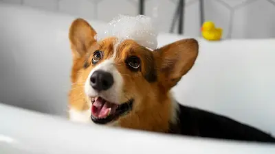 perro bañandose. perro bañandose.