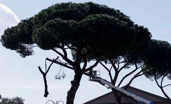 Roma tala viejos pinos en la avenida que lleva al Coliseo | Italia