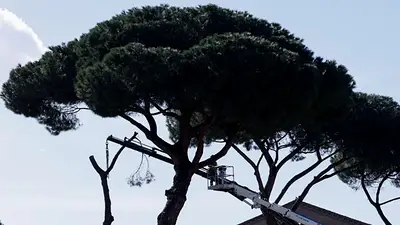 Roma tala viejos pinos en la avenida que lleva al Coliseo Roma tala viejos pinos en la avenida que lleva al Coliseo