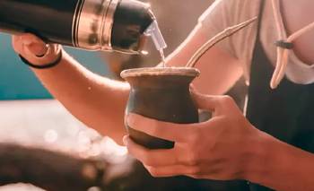 Para el mate: la hierba que mejora la concentración y te da energía | Salud