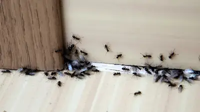 Hormigas en el hogar. Hormigas en el hogar.