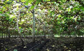 La escapada al pueblo bonaerense donde se puede comer kiwi | Escapadas