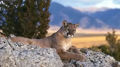 Campesinos rescataron a un puma arrastrado por el río Sinú durante las inundaciones en Colombia. El animal fue atendido por veterinarios. Campesinos rescataron a un puma arrastrado por el río Sinú durante las inundaciones en Colombia. El animal fue atendido por veterinarios.