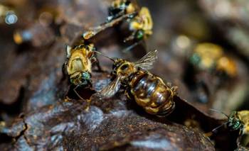 Las abejas consiguieron derechos legales por primera vez en la historia | Animales