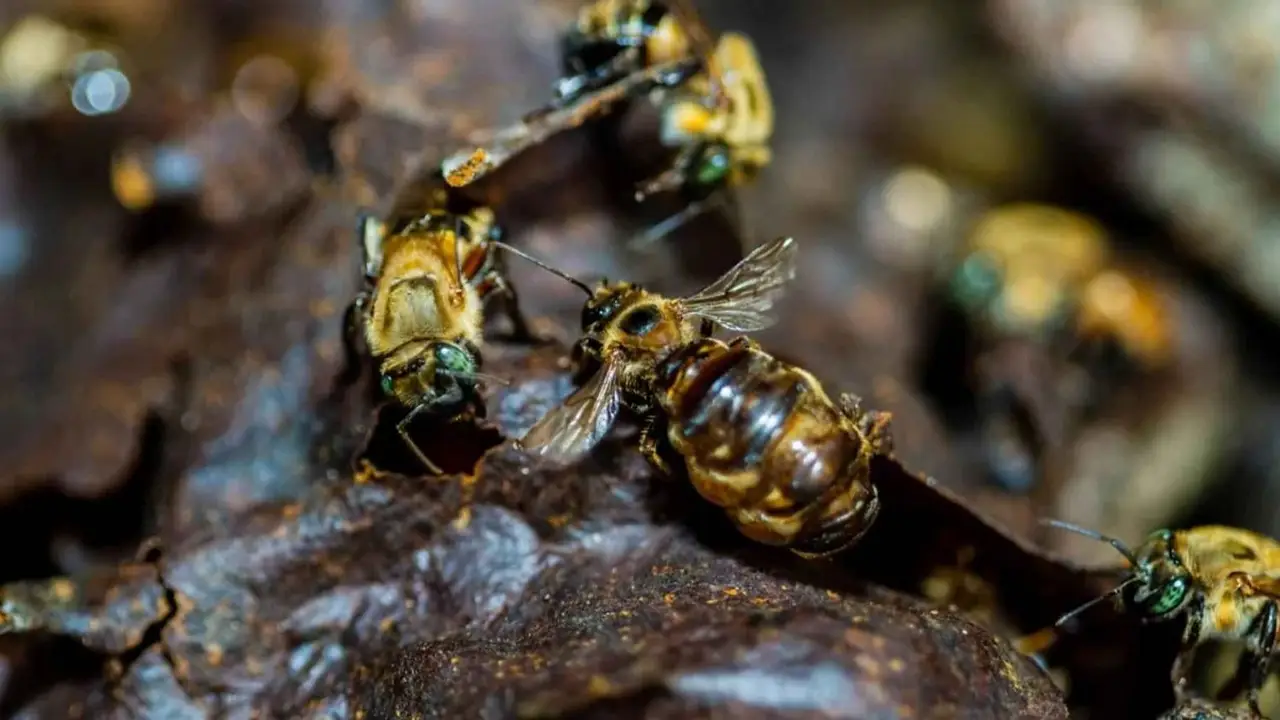 Histórico: por primera vez en el mundo, las abejas tendrán derechos legales en el Amazonia
