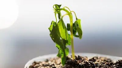 Un insecto subterráneo puede afectar las raíces y provocar que tus plantas se marchiten sin explicación. Cómo identificarlo, prevenirlo y cuidar tu jardín. Un insecto subterráneo puede afectar las raíces y provocar que tus plantas se marchiten sin explicación. Cómo identificarlo, prevenirlo y cuidar tu jardín.