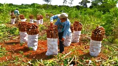 Créditos, obras y alivio fiscal: Misiones lanza medidas para fortalecer la producción de mandioca Créditos, obras y alivio fiscal: Misiones lanza medidas para fortalecer la producción de mandioca