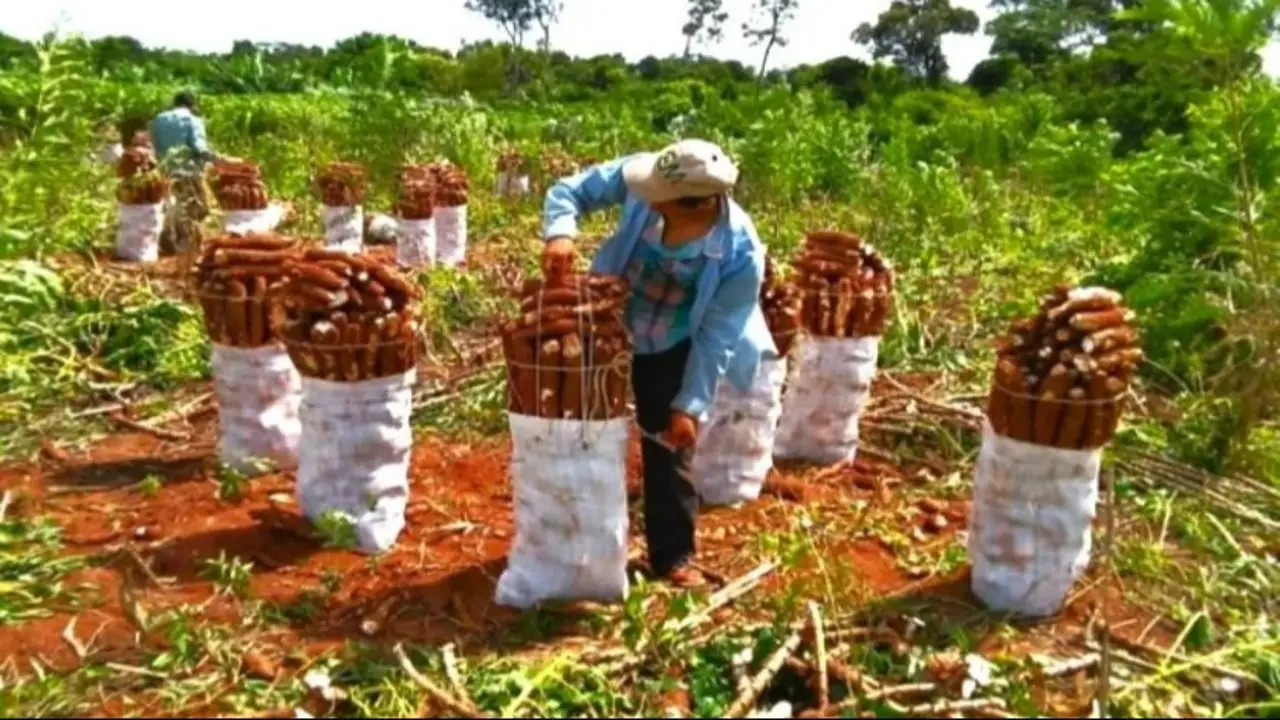 Créditos, obras y alivio fiscal: Misiones lanza medidas para fortalecer la producción de mandioca