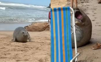El impactante video de un lobo marino atacando turistas en Mar del Plata | Virales
