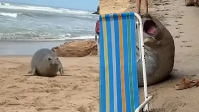 Lobo marino. Lobo marino.