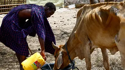 La sequía agrava el hambre en el norte de Kenia a medida que se recortan las ayudas La sequía agrava el hambre en el norte de Kenia a medida que se recortan las ayudas