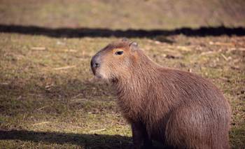 El boom viral de los carpinchos: ¿qué los hace tan adorables en redes? | Redes sociales