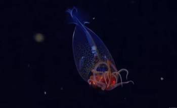 El misterio de "death ball": cómo es la esponja carnívora  | Animales