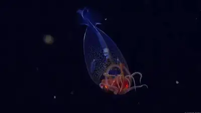 El misterio de "death ball" inquieta al mundo científico: cómo es la esponja carnívora que encontraron cerca de las Islas Malvinas El misterio de "death ball" inquieta al mundo científico: cómo es la esponja carnívora que encontraron cerca de las Islas Malvinas