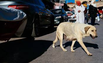 La cacería de perros en Marruecos que alarma a la FIFA por el Mundial 2030 | Mundial 2030