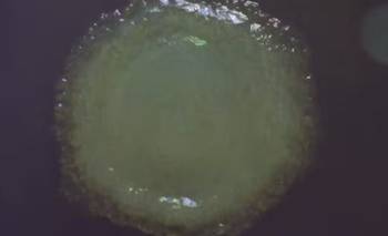 Descubren en Alaska microorganismos con potencial uso militar | Ciencia 