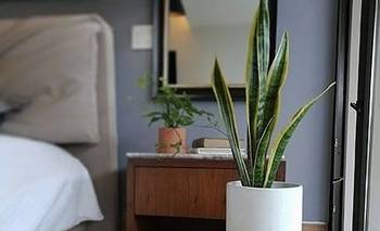 Mejoran el descanso: las cuatro plantas que deberías tener en tu dormitorio | Plantas