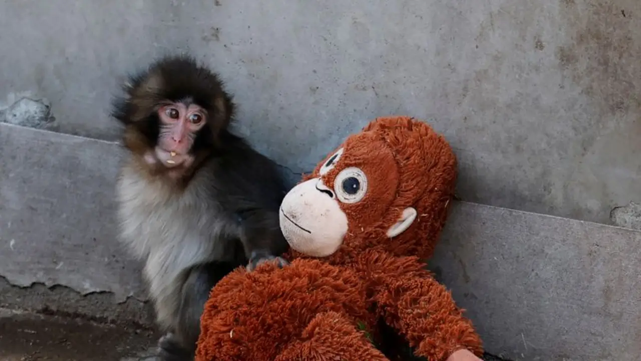 El vínculo entre un macaco bebé y un orangután de peluche fascina al público en un zoo de Tokio