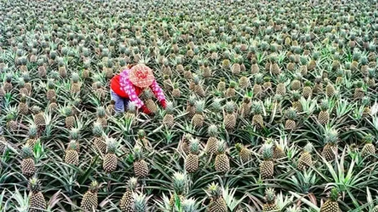 Misiones fortalece la producción de ananá con innovación tecnológica y respaldo técnico