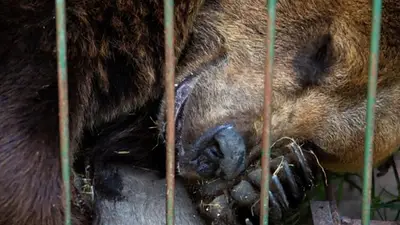 Pesa 350 kilos y vivió en una jaula diminuta: la dolorosa historia de Gordo, el oso rescatado del zoológico de Luján Pesa 350 kilos y vivió en una jaula diminuta: la dolorosa historia de Gordo, el oso rescatado del zoológico de Luján