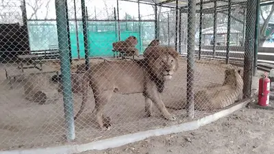 Ya se fueron del Zoológico de Luján: se concretó el megaproyecto para salvar a 30 leones y tigres tras años de abandono Ya se fueron del Zoológico de Luján: se concretó el megaproyecto para salvar a 30 leones y tigres tras años de abandono