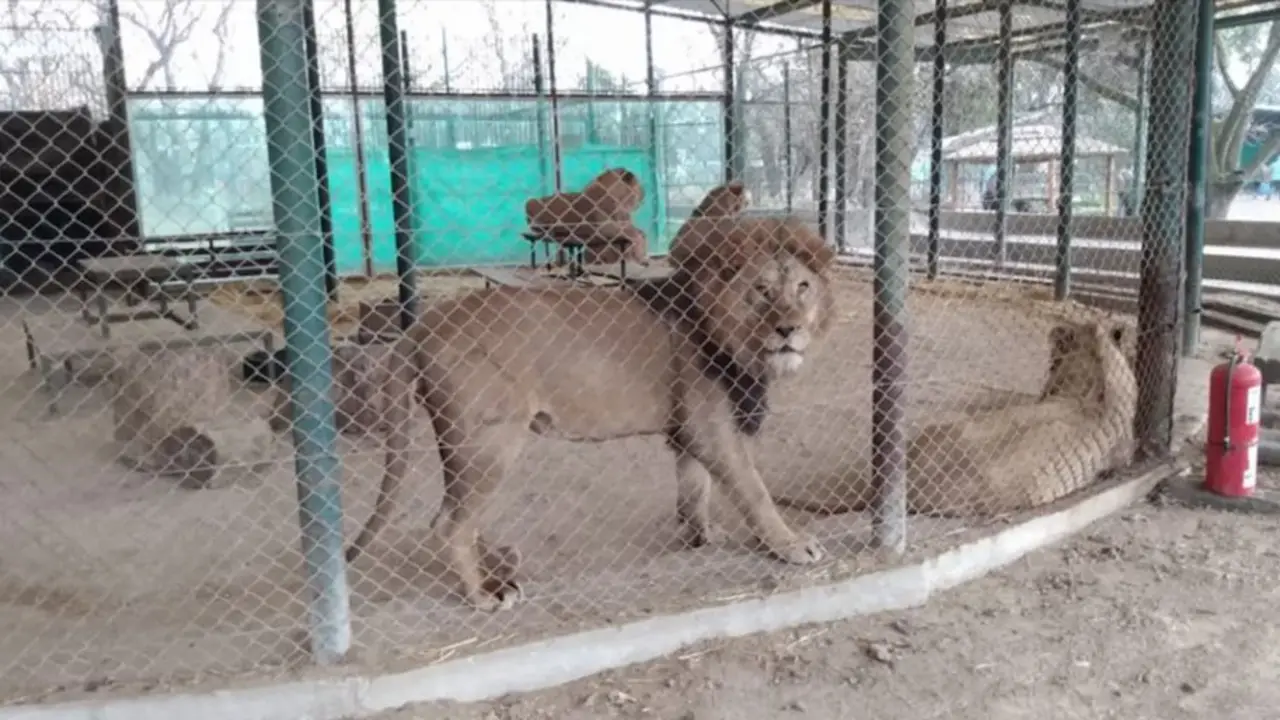 Ya se fueron del Zoológico de Luján: se concretó el megaproyecto para salvar a 30 leones y tigres tras años de abandono