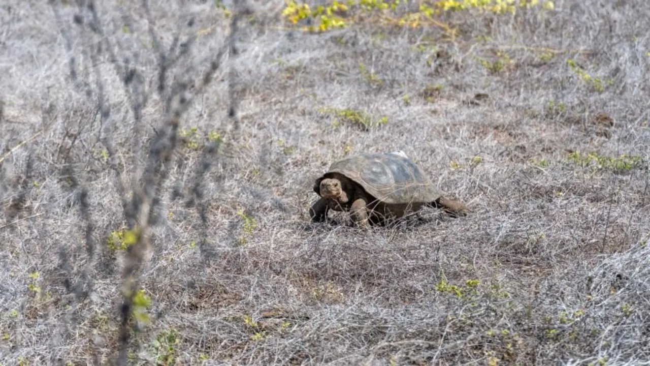 Cuál es la especie que regresó a su hábitat natural después de 180 años. Tortugas gigantes de la isla Floreana. Tortugas en Galápagos.