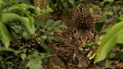 Jaguar Yaguara, Bolivia. Jaguar Yaguara, Bolivia.