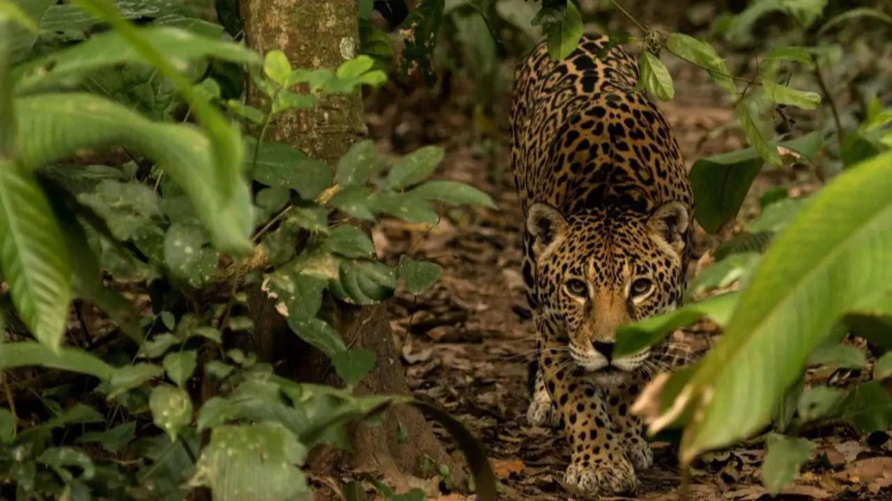 Jaguar Yaguara, Bolivia. 