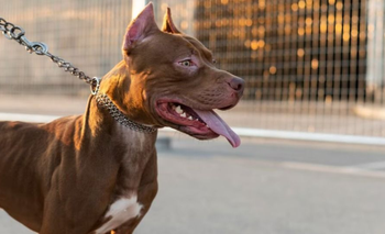 Conmoción en Santa Fe: un pitbull atacó a un nene de dos años  | Santa fe