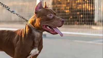 Otro brutal ataque de un pitbull a un nene de 3 años en Córdoba: recibió más de 60 puntos en el rostro Otro brutal ataque de un pitbull a un nene de 3 años en Córdoba: recibió más de 60 puntos en el rostro
