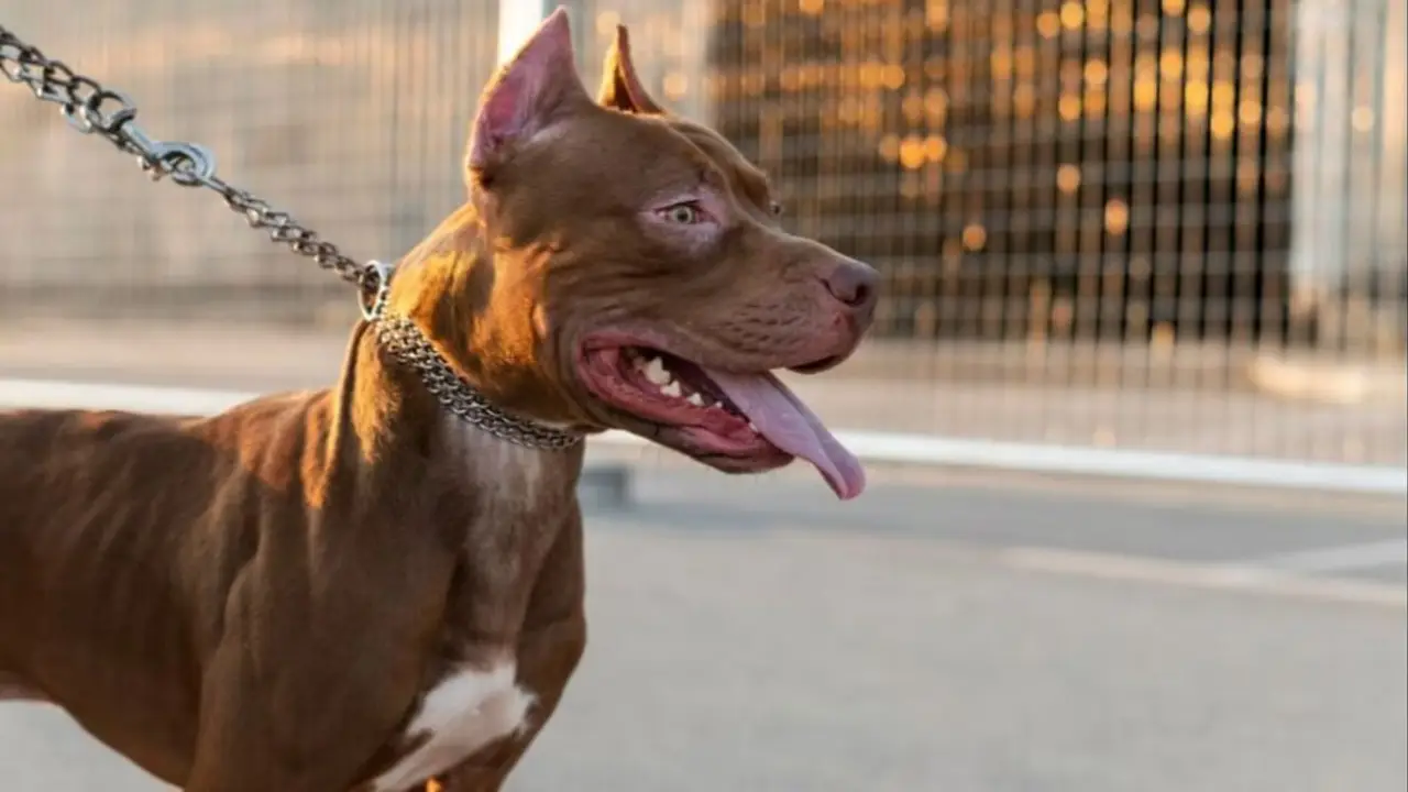 Otro brutal ataque de un pitbull a un nene de 3 años en Córdoba: recibió más de 60 puntos en el rostro