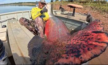 Increíble: encontraron un pez de 160 kilos que puede respirar fuera del agua | Animales