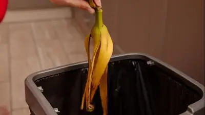 cáscaras de bananas. cáscaras de bananas.