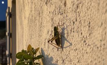 ¿Escuchás grillos en tu casa durante la noche? Qué significa y por qué es bueno | Curiosidades