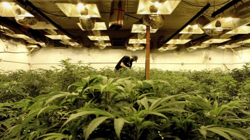 Gobierno uruguayo asegura que este año se venderá marihuana en las farmacias