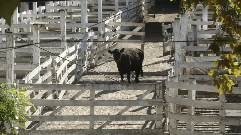 Desde la Sociedad Rural dicen que el paro del campo es "contundente"