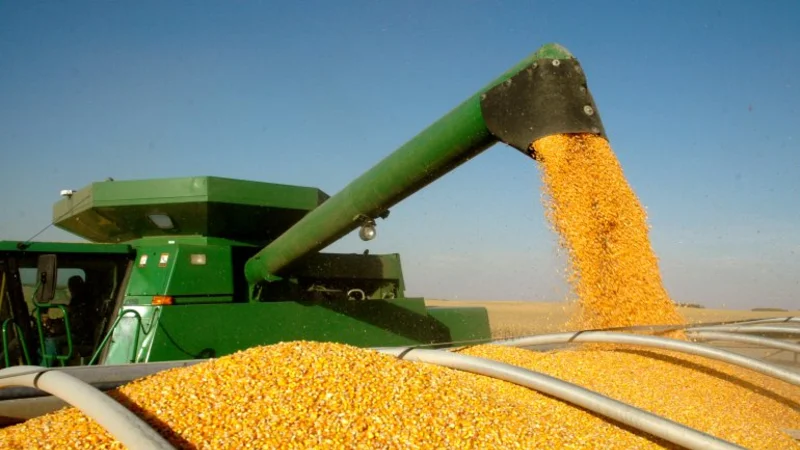 Compensaciones: modifican resolución para beneficiar a productores de maíz