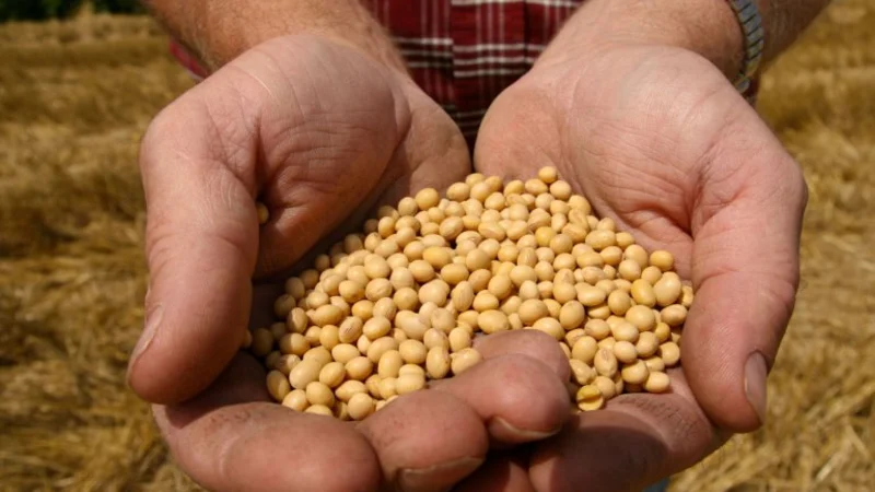 Federación Agraria pidió que el Gobierno impida el cobro de regalías por transgénicos
